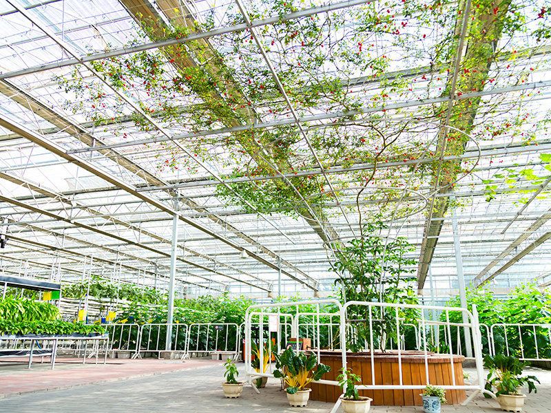 Advanced Temperature-controlled greenhouse of china