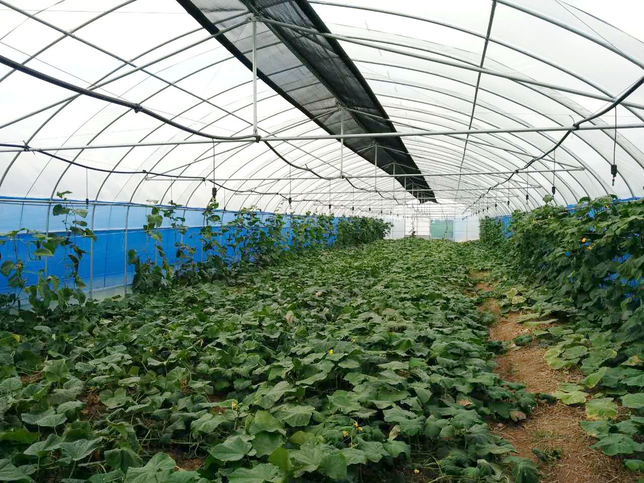 Exploring the Benefits of Aluminum Frame Greenhouses for Sustainable Agriculture Exploring the Benefits of Aluminum Frame Greenhouses for Sustainable Agriculture