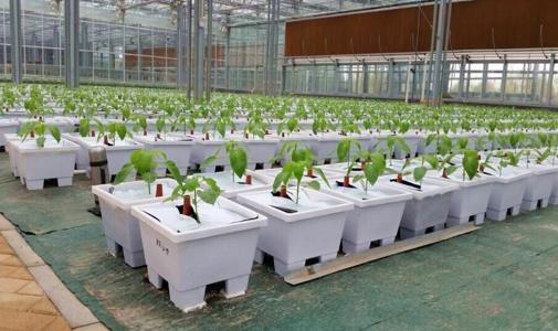 Building a Sustainable Future: The Benefits of Polycarbonate Sheet Greenhouses