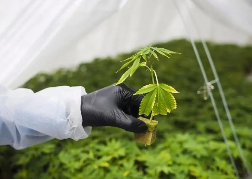 工业大麻中CBD提取工艺流程