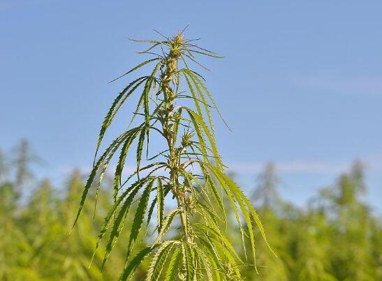 探索大麻二酚的神奇世界：产品介绍与应用