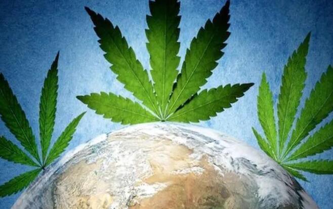 工业大麻研究进程