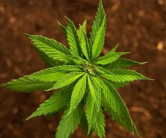 探索大麻二酚的神奇世界：你需要知道的一切