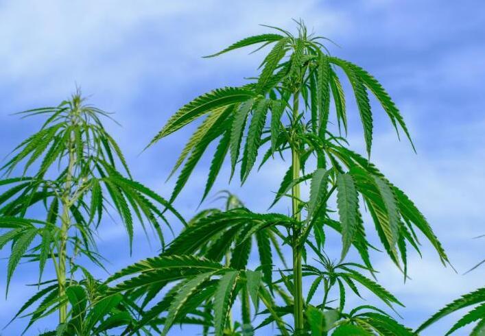 工业大麻：未来行业的绿色金矿