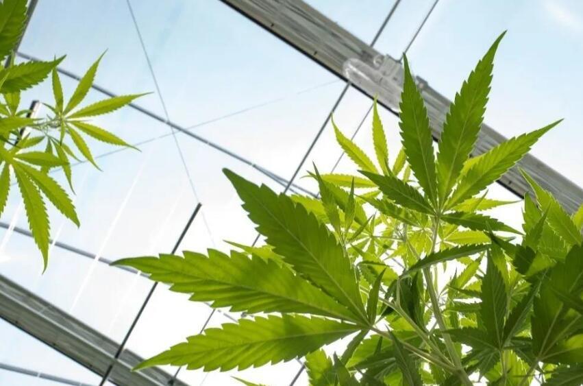 工业大麻与毒品大麻的区别