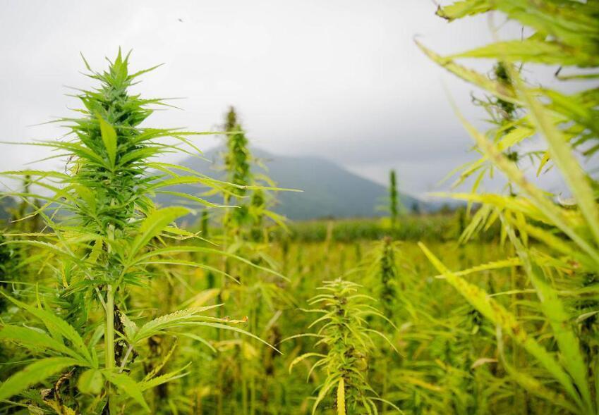 工业大麻简介