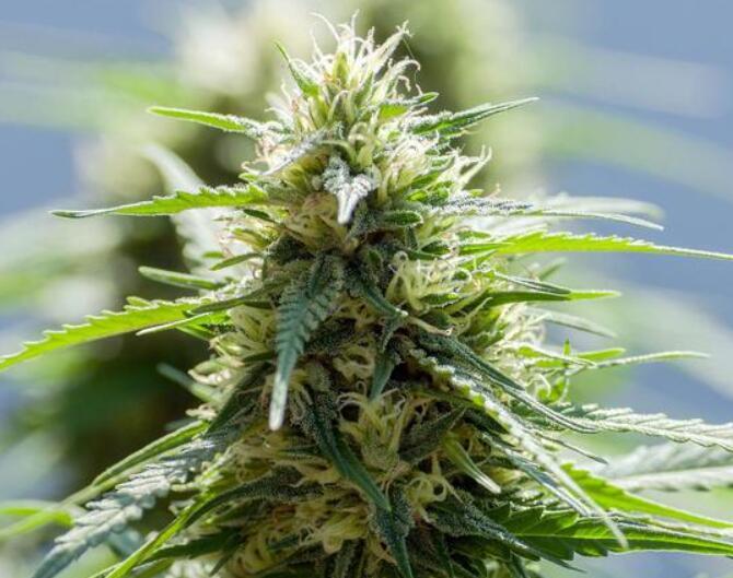 探秘大麻二酚：天然产品的奇迹与应用