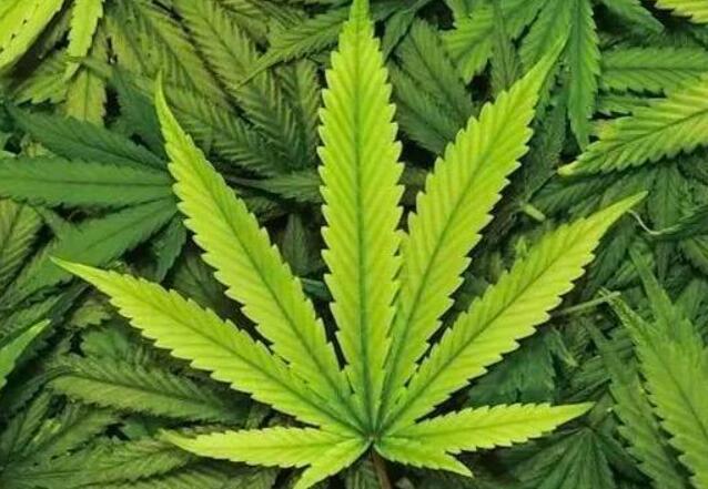 工业大麻与毒品大麻的法律地位