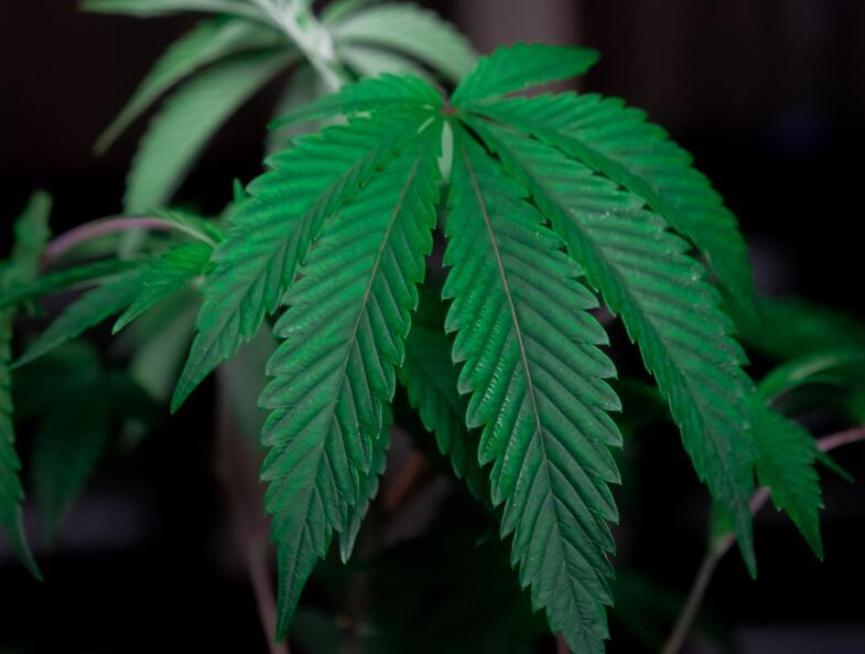 探索工业大麻的奥秘：未来的绿色黄金