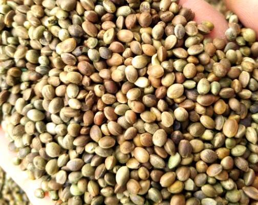 工业大麻的多面性：从种植到提取加工的全景探索