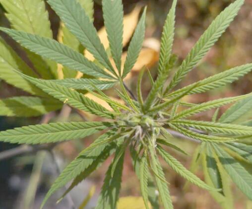 大麻二酚行业方案的未来趋势与机遇