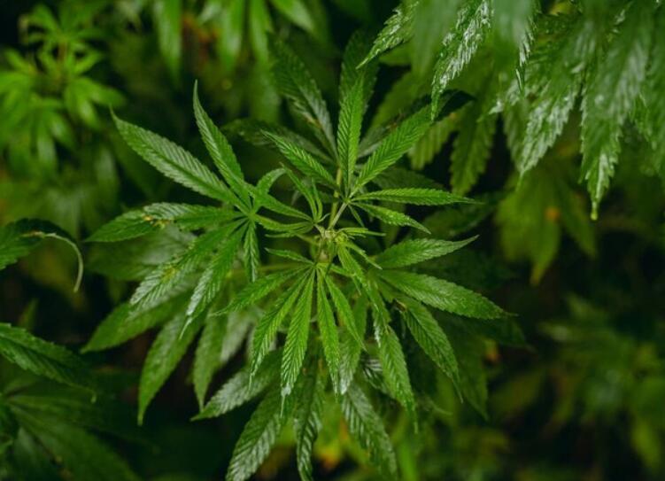 大麻二酚行业方案：创新与未来的交汇点