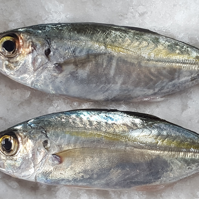 horse mackerel  whole round (Trachurus Japonicus)