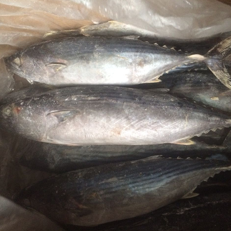 Bonito tuna ( Sarda Orientalis)