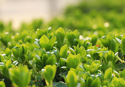 Fungicides