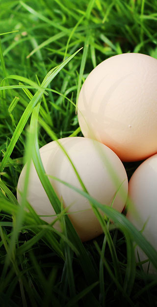 Egg Products