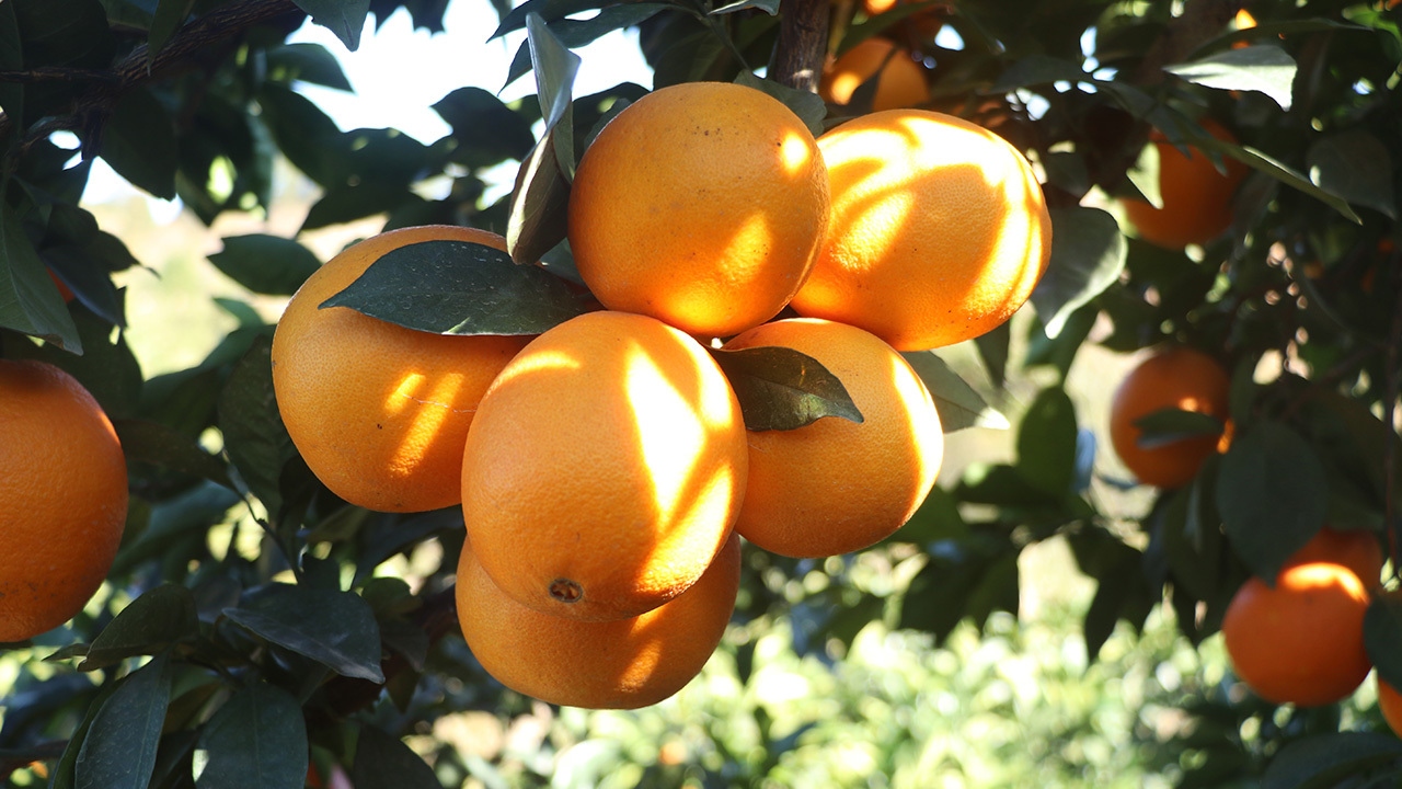 Navel Orange