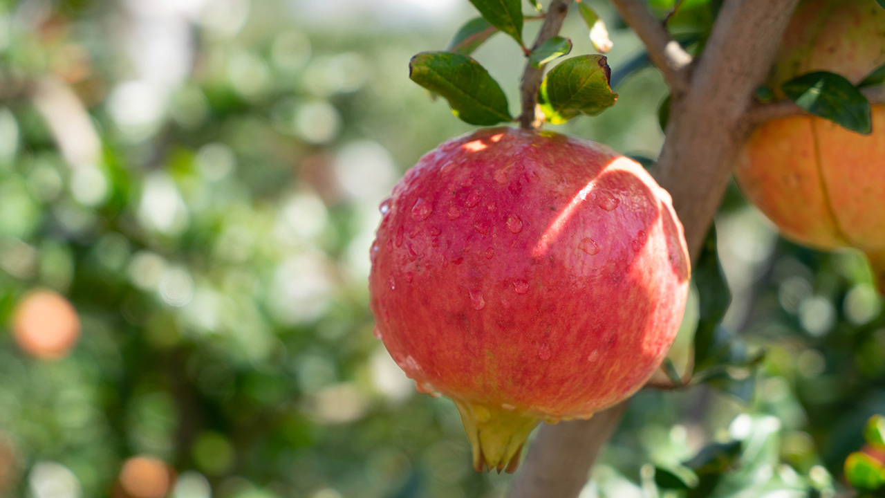 Pomegranate