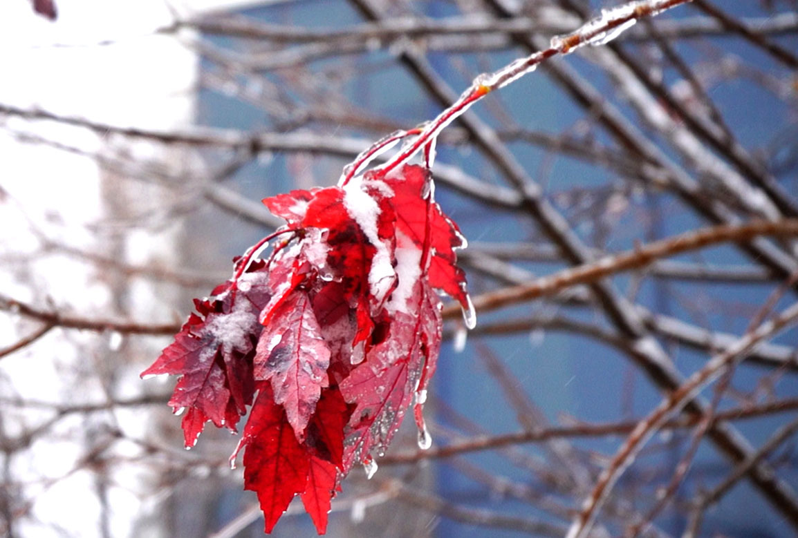 吉科初雪