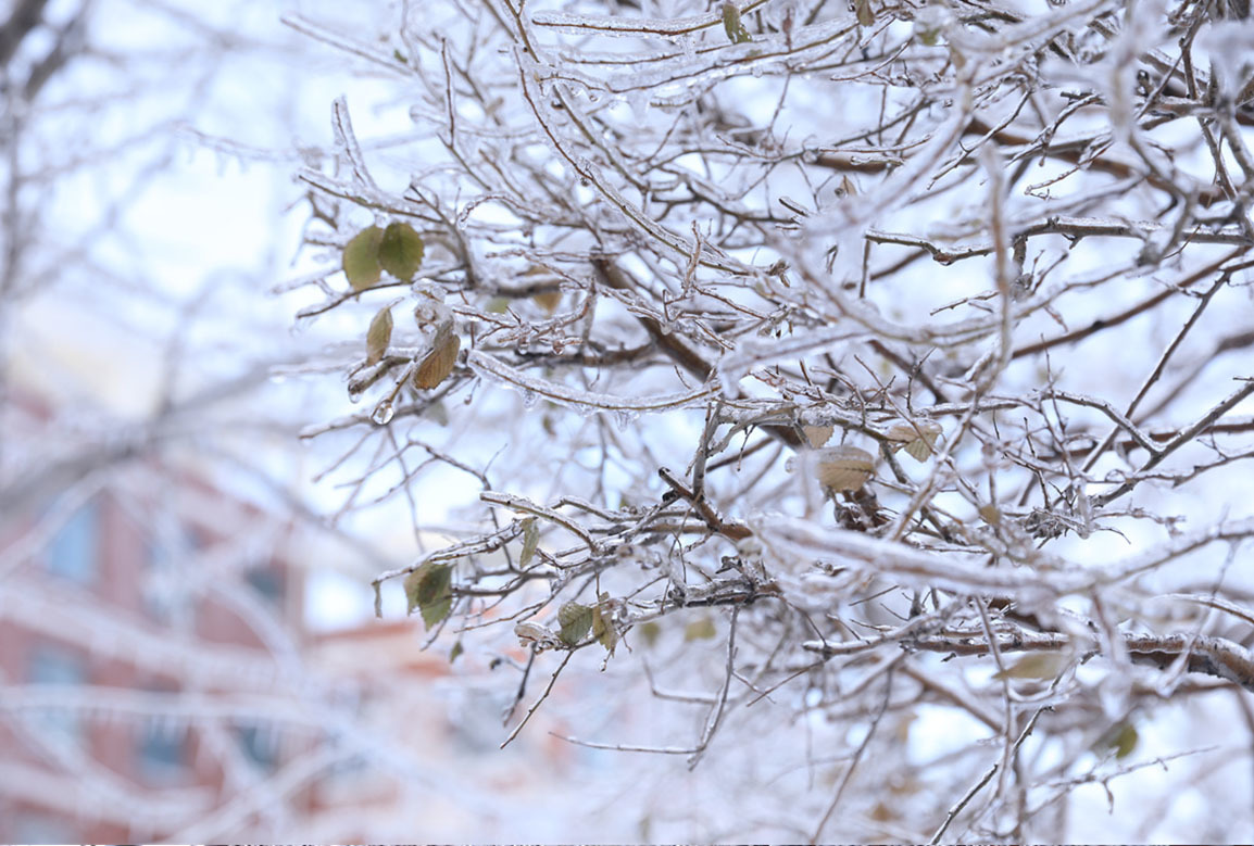 吉科初雪