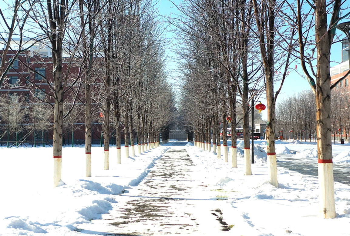 吉科初雪