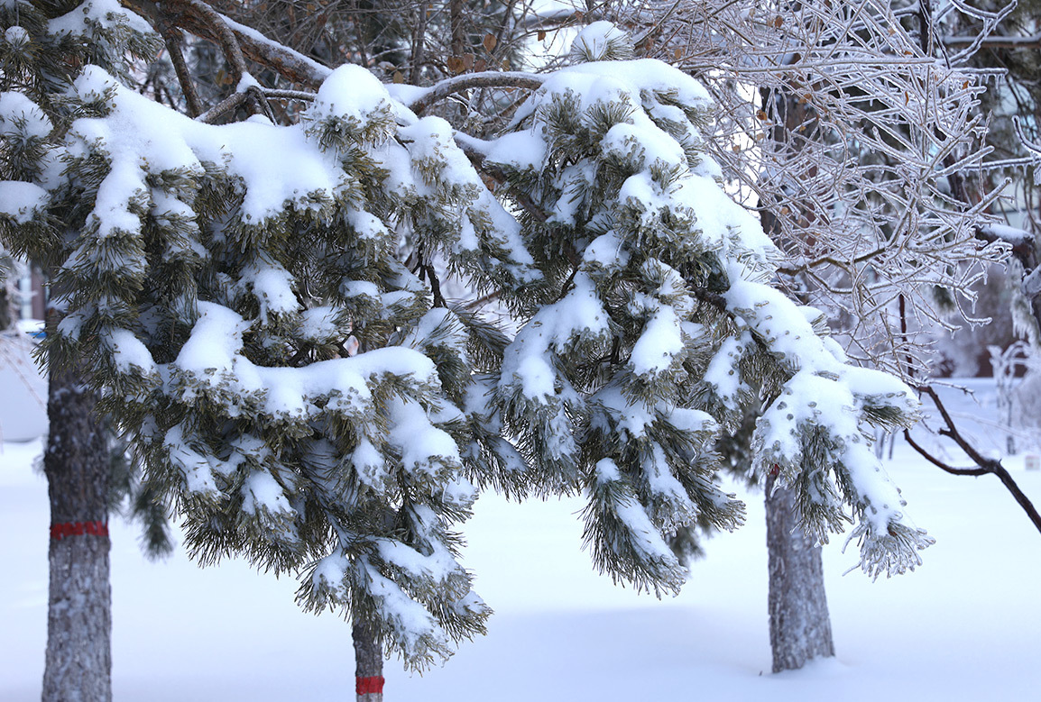 吉科初雪