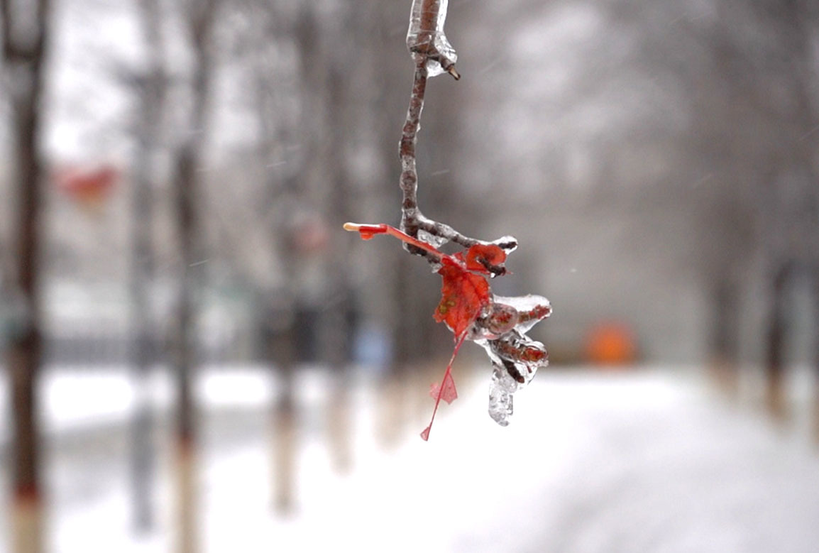 吉科初雪