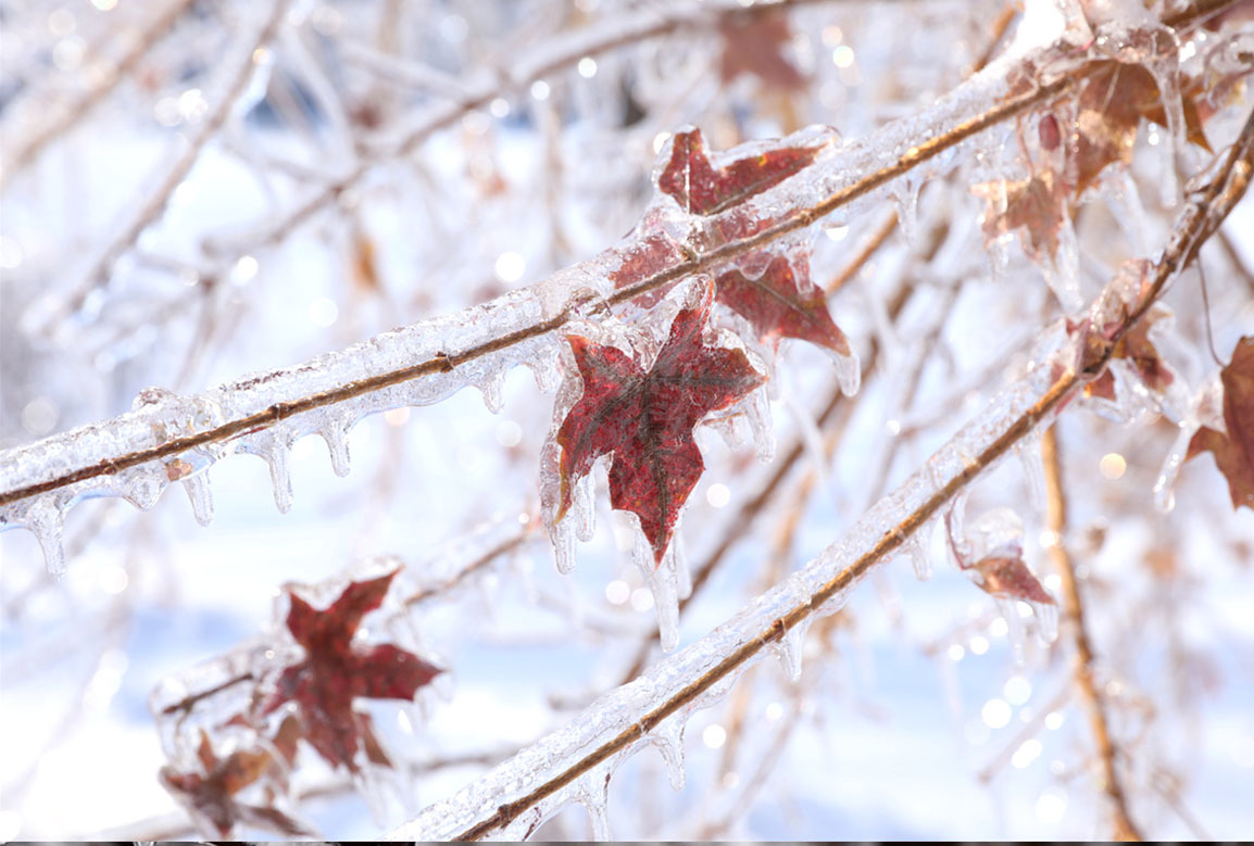 吉科初雪