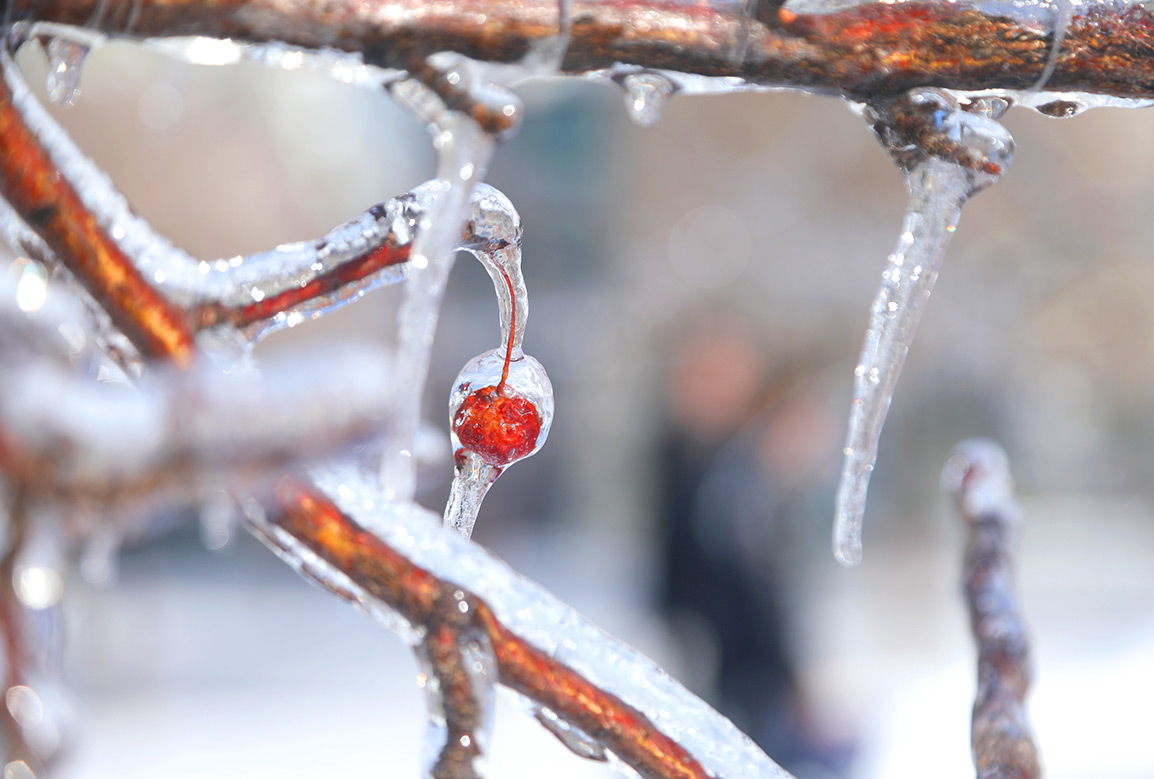 吉科初雪