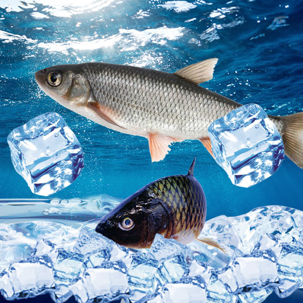 凍養(yǎng)殖魚(yú)
