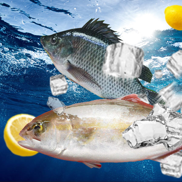 凍海捕魚(yú)