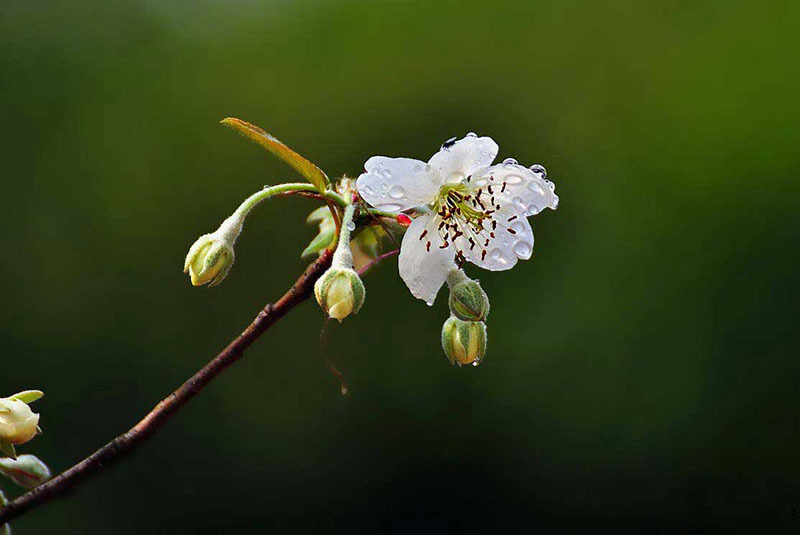 山楂花盛開正當(dāng)時