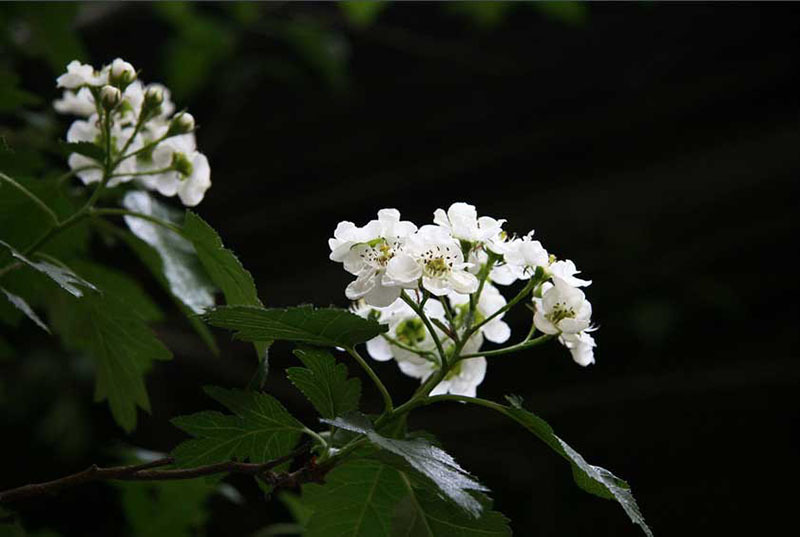 山楂花盛開正當(dāng)時(shí)