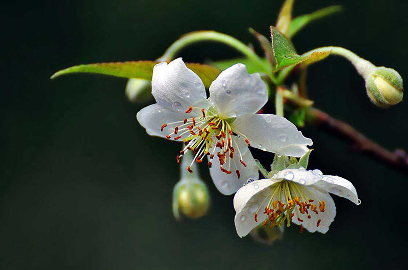 山楂花盛開正當(dāng)時