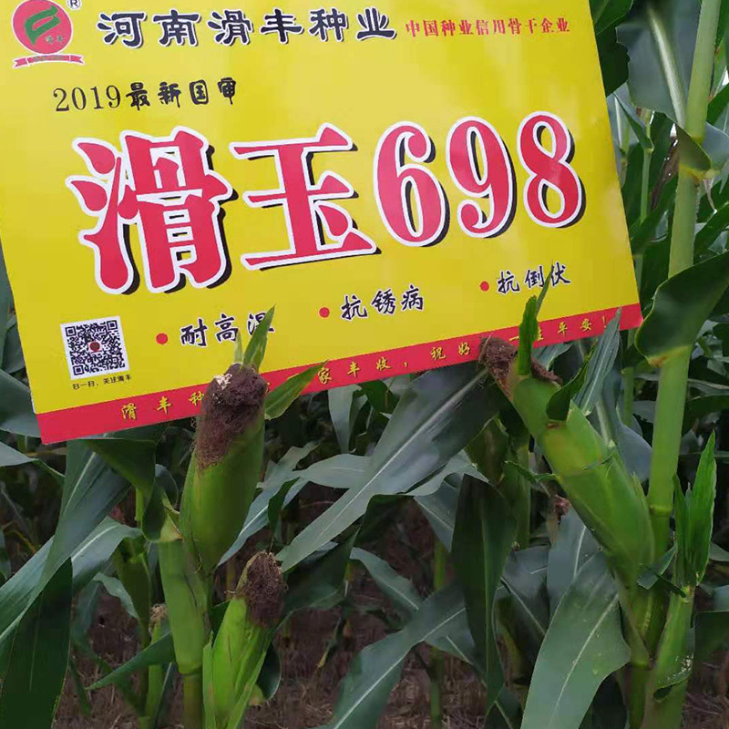 滑玉698