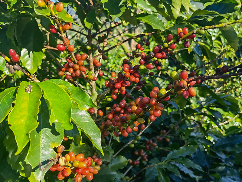 種植基地