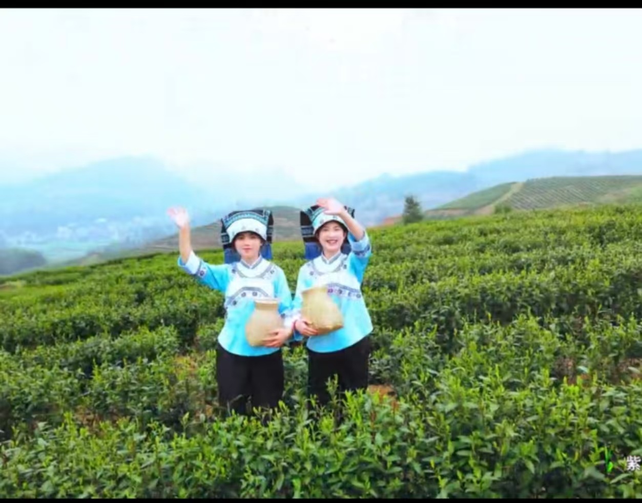 紫云农旅集团II春茶产业与您共享！