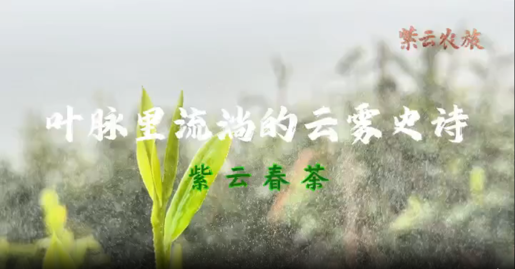 紫云春茶