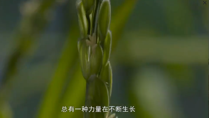 视频标题