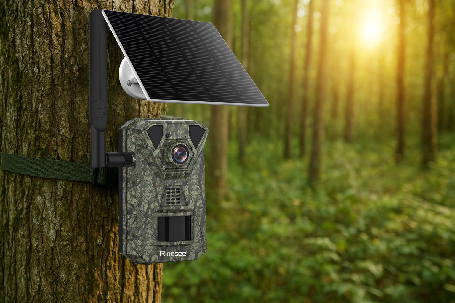 Solar-powered wildlife cameras 