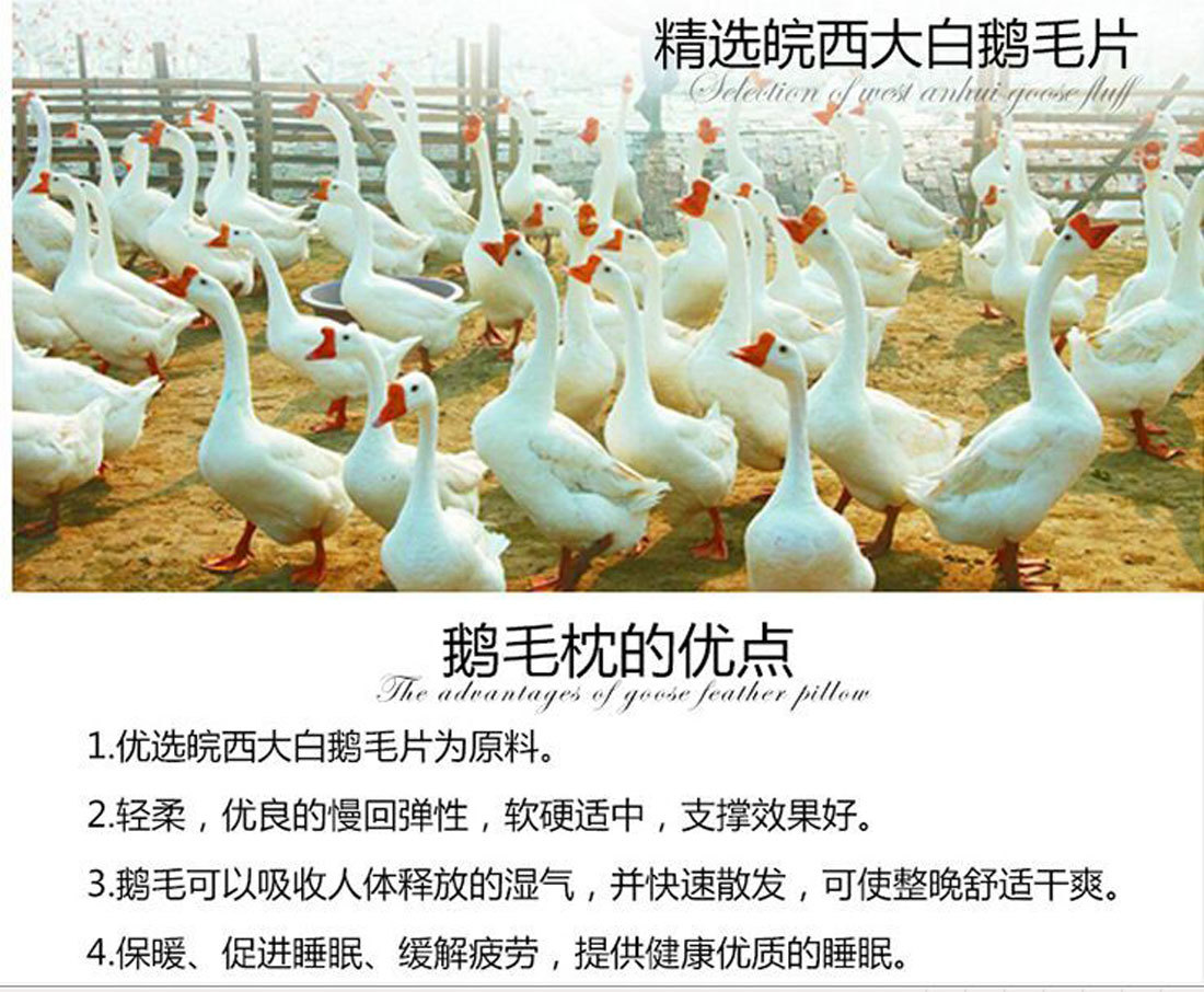 鵝毛枕芯