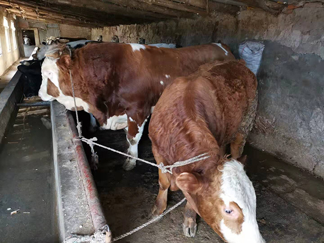 佳木斯樺南王忠宇老板家大小牛平均日增重3.5斤