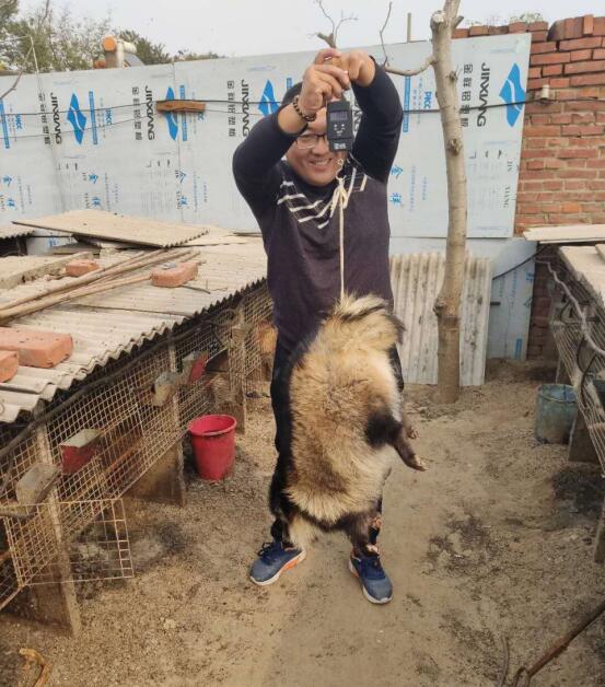 公司銷售人員，在撫寧客戶家給貉子稱重中，全程三禾產(chǎn)品，豐收的季節(jié)中，人與貉子都笑的合不上嘴。