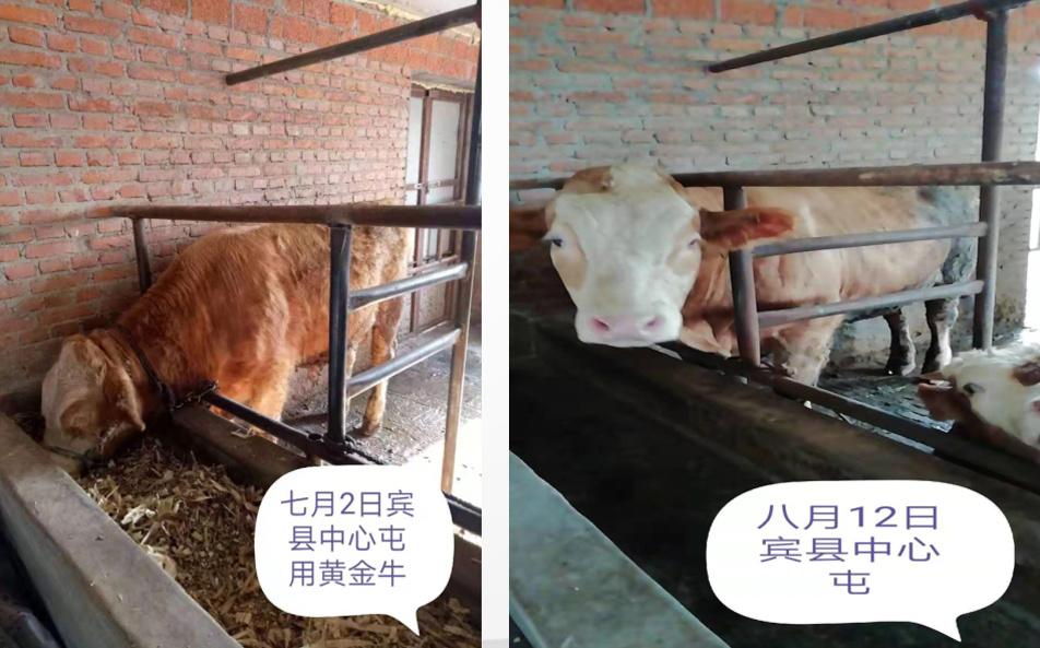 賓縣中心屯劉偉家，從7月2日開(kāi)始每天1斤黃金牛，到8月12日，體重明顯增加！