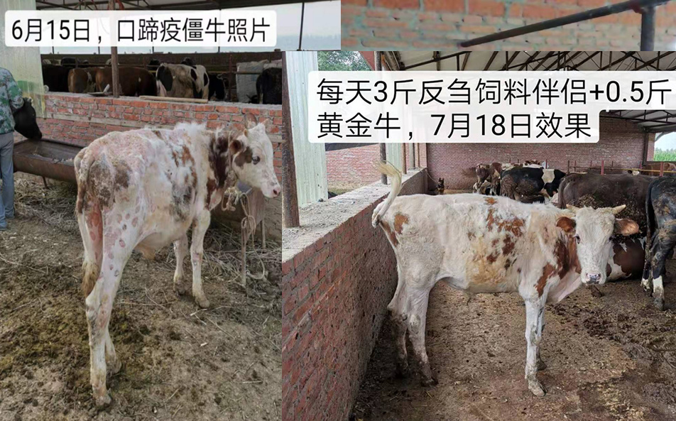6月15日，肇東昌五林老板一頭口蹄疫后遺癥小僵牛，抱著試試看的效果，使用三禾反芻飼料伴侶3斤+0.5斤黃金牛+0.2斤瘤胃寶，一個(gè)月的時(shí)間，明顯改善！