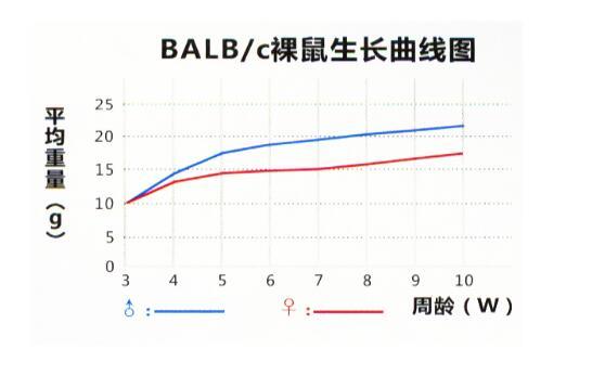 BALB/c裸鼠