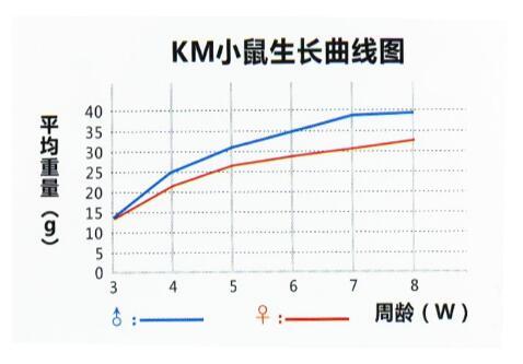小鼠