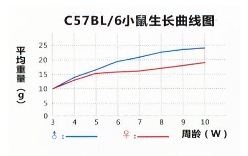 C57BL/6小鼠