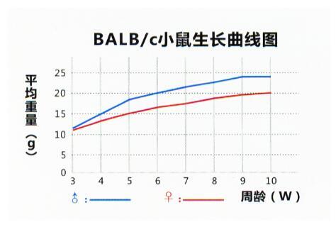 BALBc小鼠