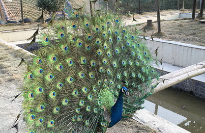 生態(tài)孔雀園